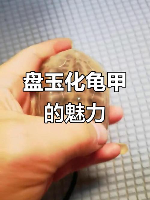 盘了10年的乌龟壳包浆_稳当显富贵越盘越美